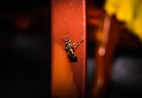 Black Mud-dauber Wasps - Sceliphron