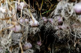 Galicia Garlic Hervest In Lesser Poland Region