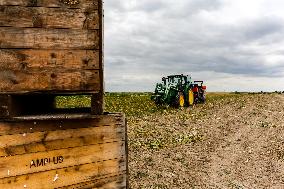 Galicia Garlic Hervest In Lesser Poland Region