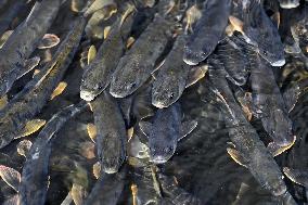 Xinhua Headlines: Conservation efforts help rare fish flourish in China's largest lake