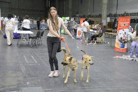 Pet adoption event in Kyiv