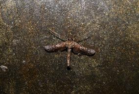 Anuga Moth  (Anuga Multiplicans)