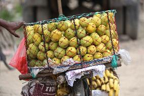 Season Of Mango In Nepal