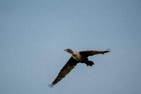 Wildlife At The Oxbow Nature Conservancy