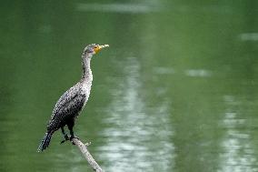 Wildlife At The Oxbow Nature Conservancy