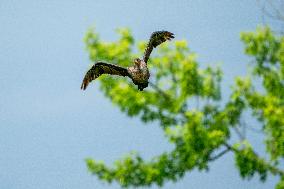 Wildlife At The Oxbow Nature Conservancy