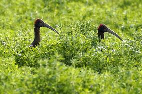 A Pair Of Red-Naped Ibis In A Field - India