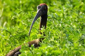 A Pair Of Red-Naped Ibis In A Field - India