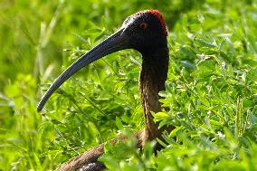 A Pair Of Red-Naped Ibis In A Field - India