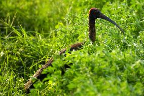 A Pair Of Red-Naped Ibis In A Field - India