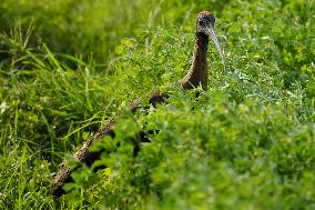 A Pair Of Red-Naped Ibis In A Field - India