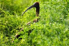 A Pair Of Red-Naped Ibis In A Field - India