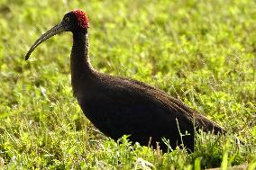 A Pair Of Red-Naped Ibis In A Field - India