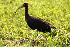 A Pair Of Red-Naped Ibis In A Field - India