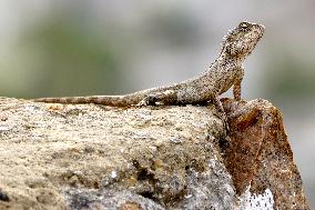 A Chameleon Is Seen Climbing On A Rock - India