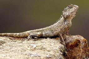 A Chameleon Is Seen Climbing On A Rock - India