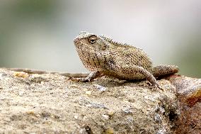 A Chameleon Is Seen Climbing On A Rock - India