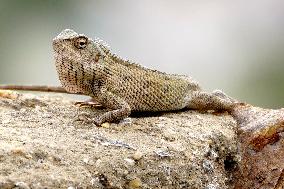 A Chameleon Is Seen Climbing On A Rock - India