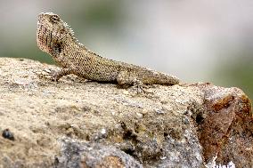 A Chameleon Is Seen Climbing On A Rock - India