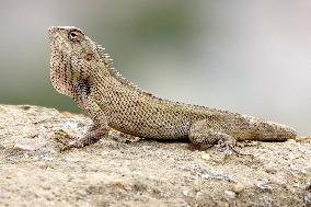 A Chameleon Is Seen Climbing On A Rock - India