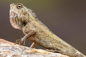 A Chameleon Is Seen Climbing On A Rock - India