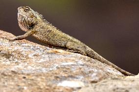 A Chameleon Is Seen Climbing On A Rock - India