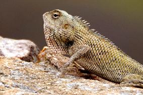 A Chameleon Is Seen Climbing On A Rock - India