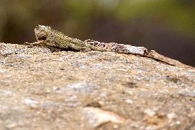 A Chameleon Is Seen Climbing On A Rock - India