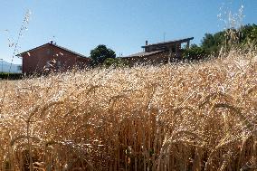 Wheat Crops In L'Aquila, Italy