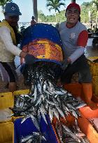 Sardine Fishing Season In Indonesia