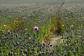 Emerging Poppy Field Near Caen