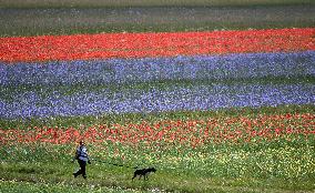 ITALY-PERUGIA-FLOWERS