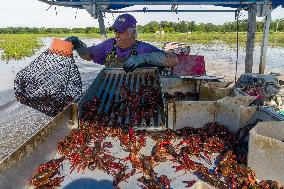 Crawfish Fishing - Louisiana