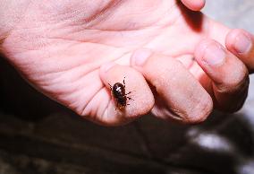 Scavenger Scarab Beetles - Hybosorus
