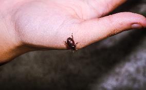 Scavenger Scarab Beetles - Hybosorus