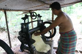 A Farmer Collects Milk Tapped From A Rubber Tree