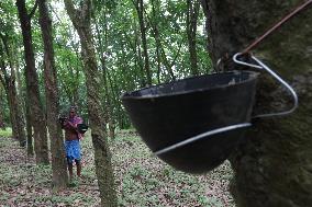 A Farmer Collects Milk Tapped From A Rubber Tree