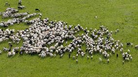 Xilingol Sheep