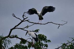 India Wildlife