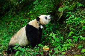 (FOCUS)CHINA-SICHUAN-GIANT PANDA-REINTRODUCTION (CN)