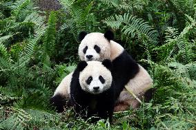 Giant Panda Reintroduction - China