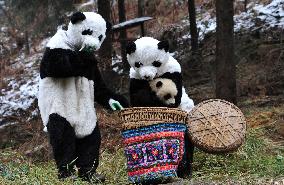 Giant Panda Reintroduction - China