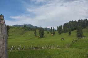 Meadows Of Kashmir
