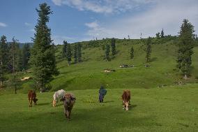 Meadows Of Kashmir
