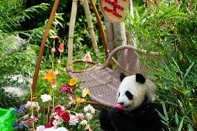 CHINA-QINGHAI-XINING-GIANT PANDA (CN)
