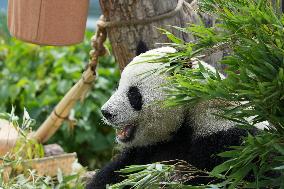 CHINA-QINGHAI-XINING-GIANT PANDA (CN)