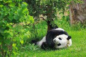 CHINA-QINGHAI-XINING-GIANT PANDA (CN)