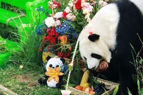 CHINA-QINGHAI-XINING-GIANT PANDA (CN)