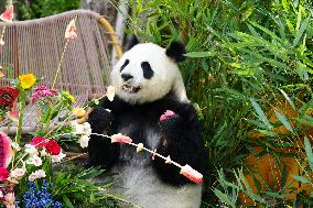 CHINA-QINGHAI-XINING-GIANT PANDA (CN)