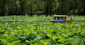 CHINA-BEIJING-LOTUS FLOWERS (CN)